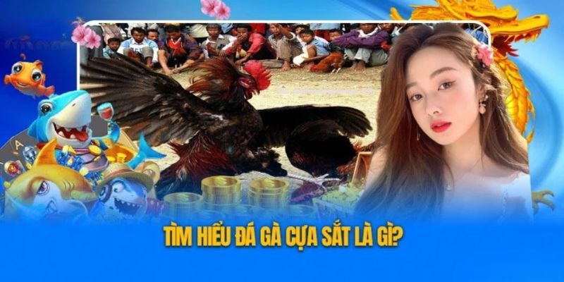 Điểm qua đôi nét sơ lược về chọi gà cựa sắt online